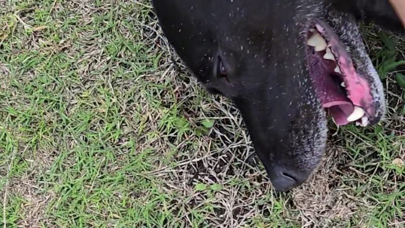 Frisco Hills Dog Park - Little Elm, TX
