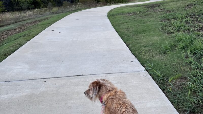 Frisco Hills Dog Park - Little Elm, TX