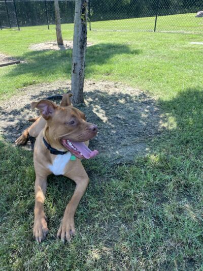 Paloma Creek Dog Park - Little Elm, TX