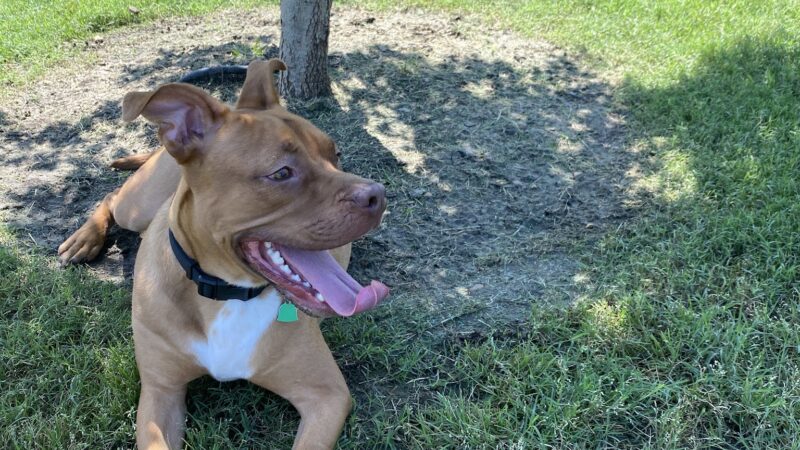 Paloma Creek Dog Park - Little Elm, TX