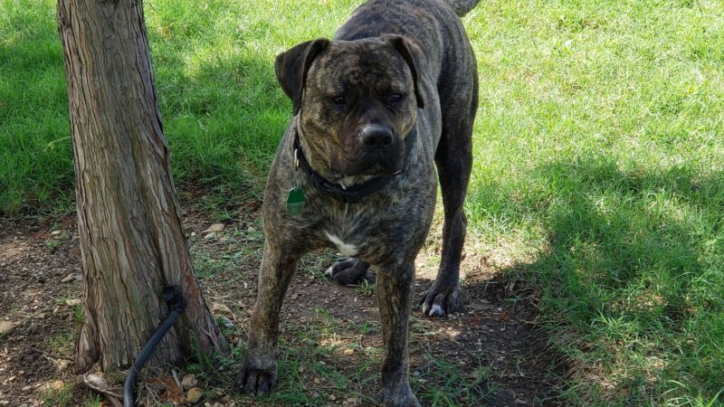Paloma Creek Dog Park - Little Elm, TX