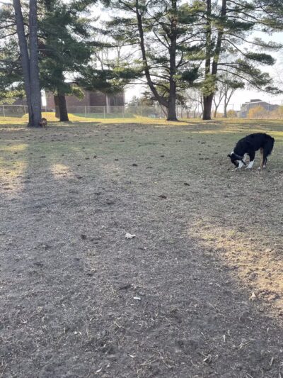 City of Little Falls - Dog Park - Little Falls, MN