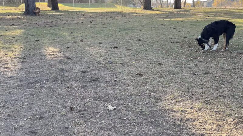 City of Little Falls - Dog Park - Little Falls, MN