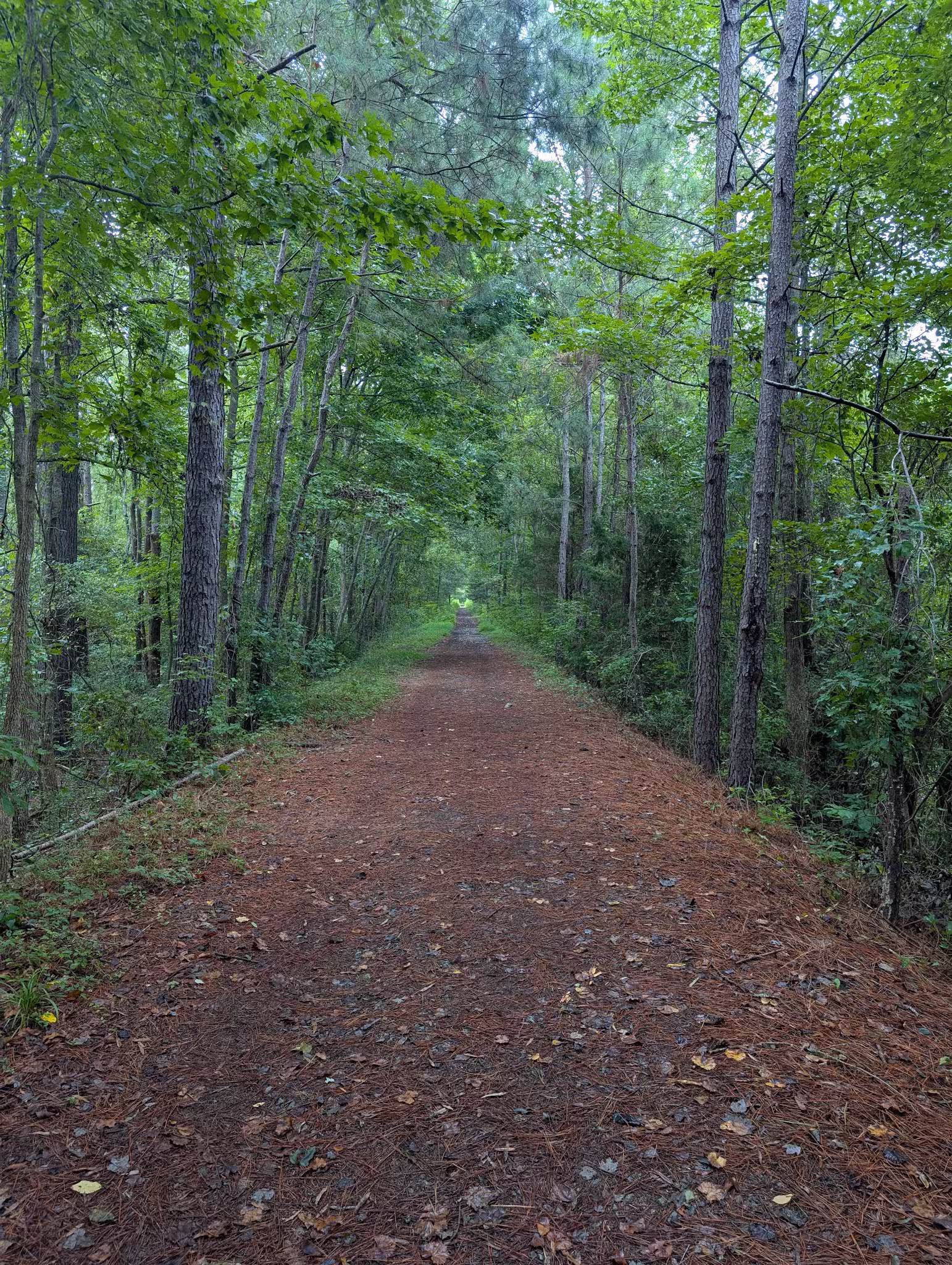 Alston Trailhead - Palmetto Trail - Little Mountain, SC
