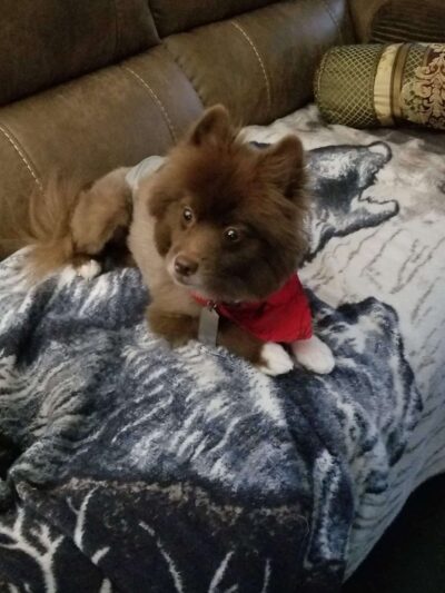 Canine Country Spa & Suites - Little Mountain, SC