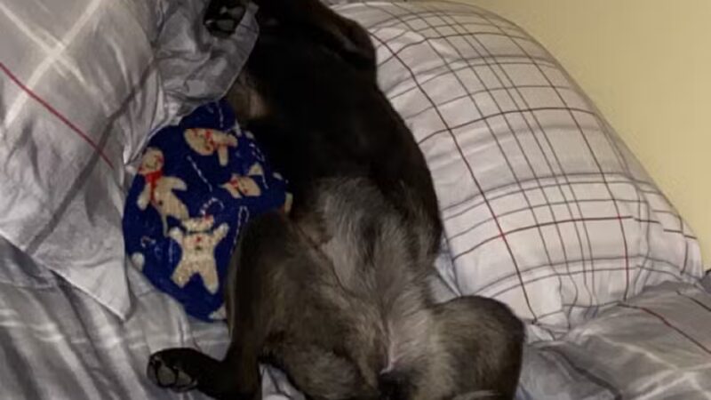 Canine Country Spa & Suites - Little Mountain, SC