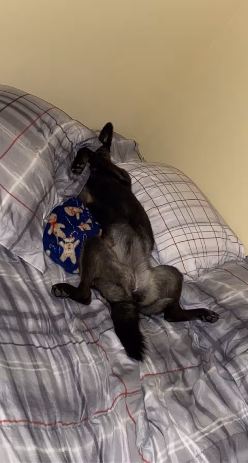 Canine Country Spa & Suites - Little Mountain, SC