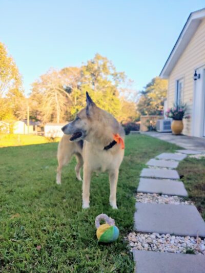 Canine Country Spa & Suites - Little Mountain, SC