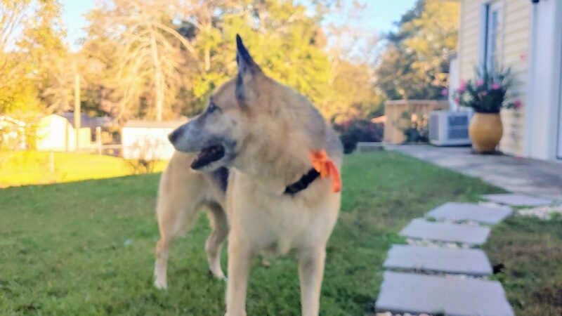 Canine Country Spa & Suites - Little Mountain, SC