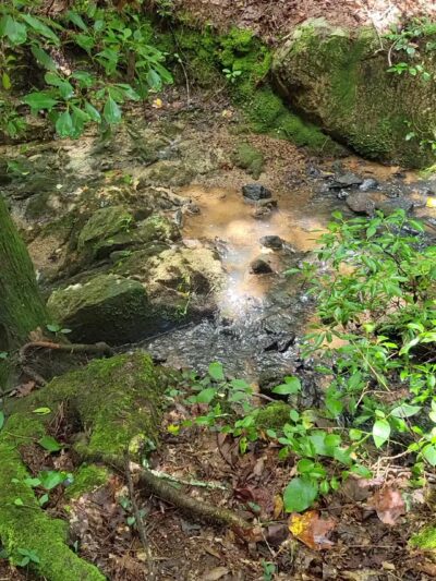 Rocky Branch Natural Area - Little Mountain, SC