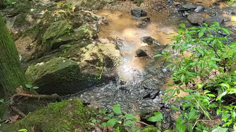 Rocky Branch Natural Area - Little Mountain, SC