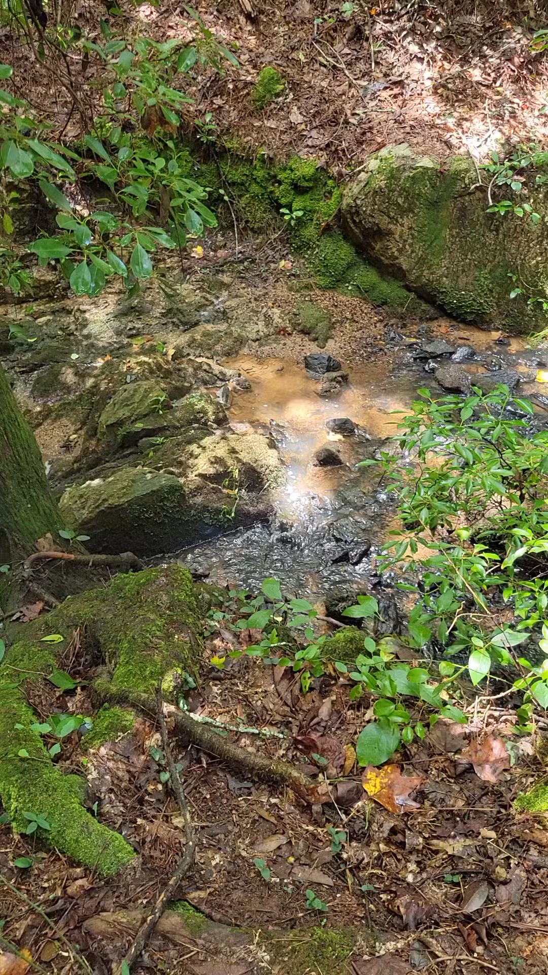 Rocky Branch Natural Area - Little Mountain, SC