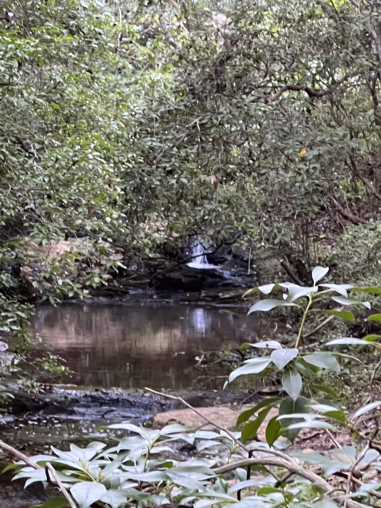Rocky Branch Natural Area - Little Mountain, SC