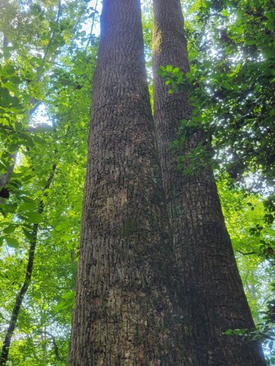 Rocky Branch Natural Area - Little Mountain, SC