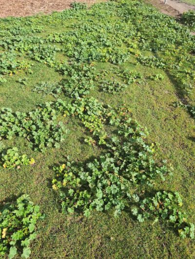 May Nissen Dog Park - Livermore, CA