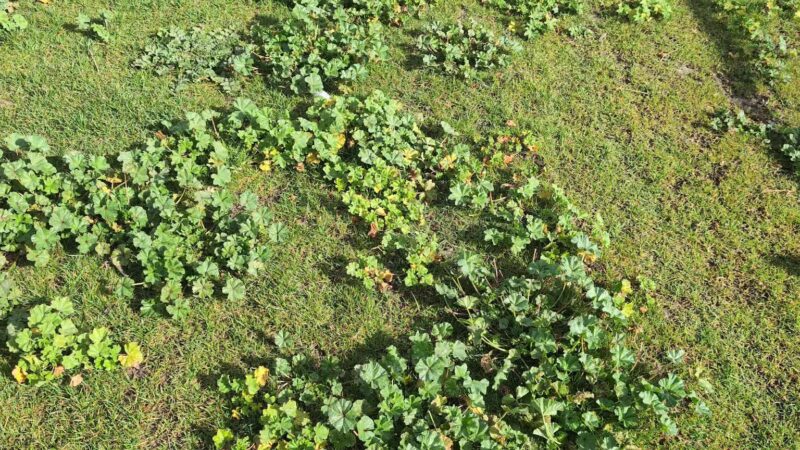 May Nissen Dog Park - Livermore, CA