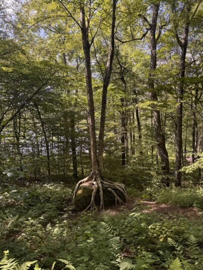 Alder Lake Trailhead Parking - Livingston Manor, NY