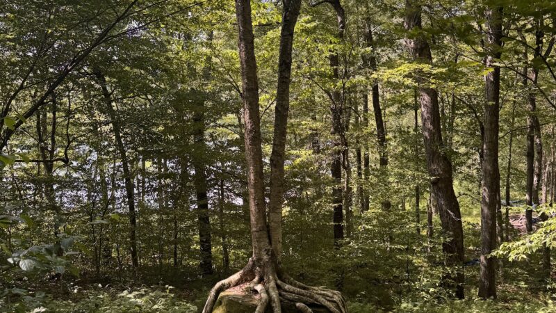 Alder Lake Trailhead Parking - Livingston Manor, NY