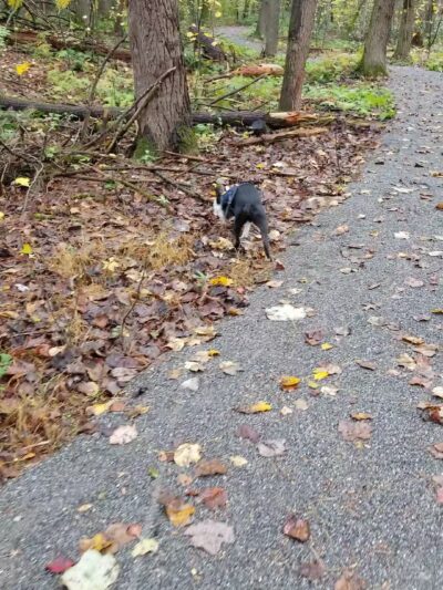 Wayne Township Nature Park - Lock Haven, PA