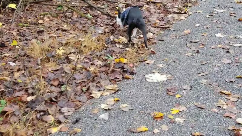 Wayne Township Nature Park - Lock Haven, PA