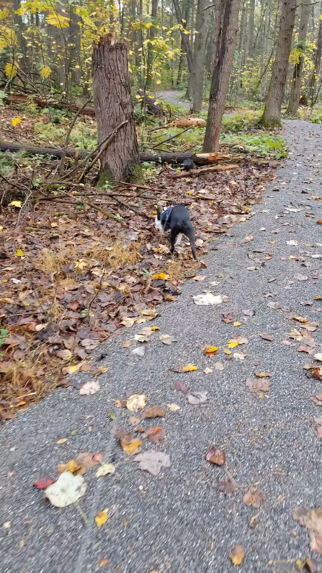 Wayne Township Nature Park - Lock Haven, PA