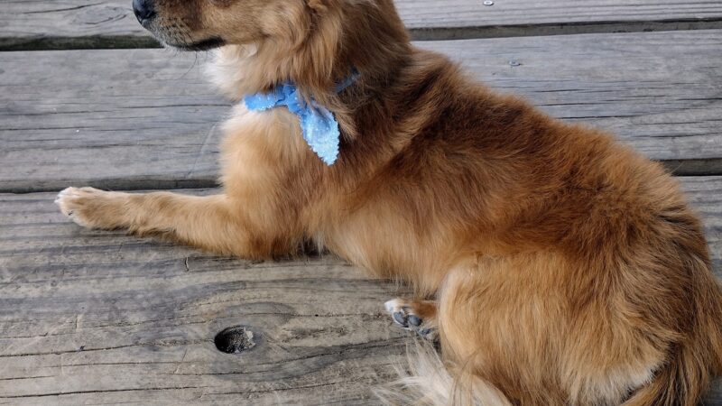 Groom & Board - Lockesburg, AR