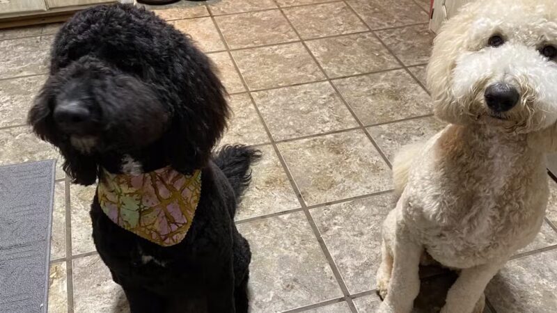 Groom & Board - Lockesburg, AR