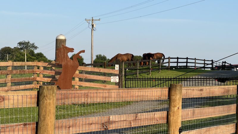Freedom Fields Farm - Locust Dale, VA