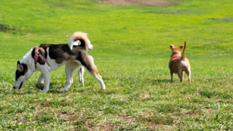 Beckman Park - Lodi, CA