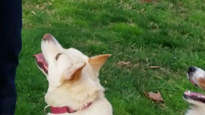 Beckman Park - Lodi, CA