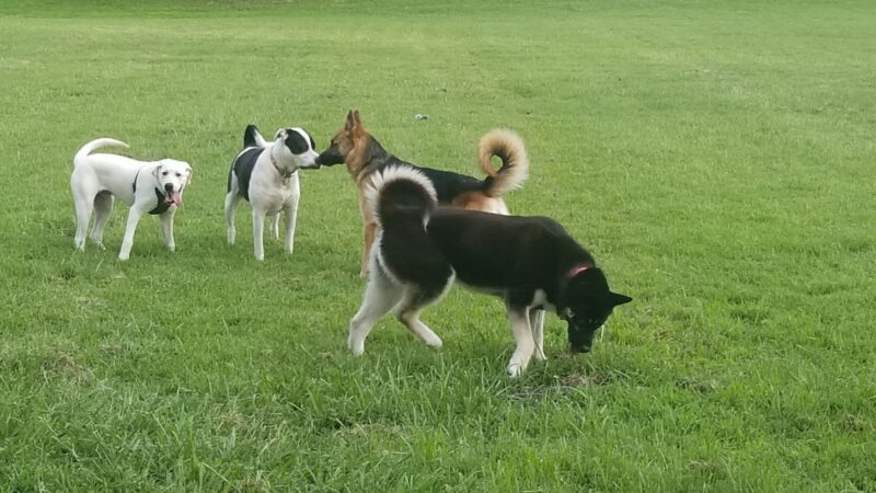 Beckman Park - Lodi, CA