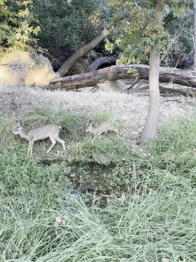 Lodi Lake Wilderness Area - Lodi, CA