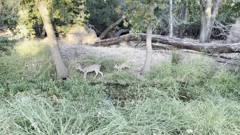 Lodi Lake Wilderness Area - Lodi, CA