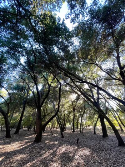 Lodi Lake Wilderness Area - Lodi, CA