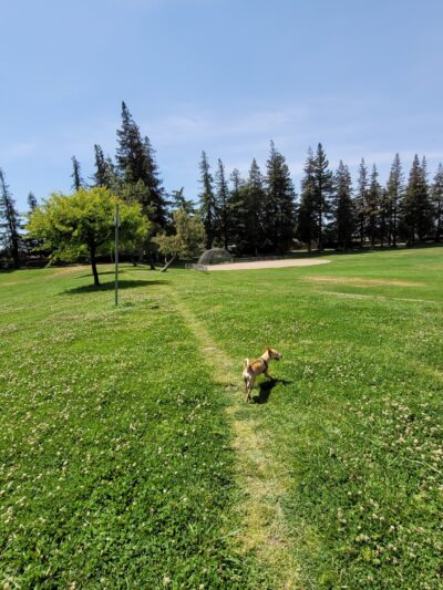 Vinewood Park - Lodi, CA