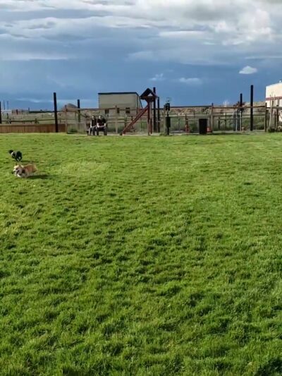 Cache Humane Society Dog Park - Logan, UT
