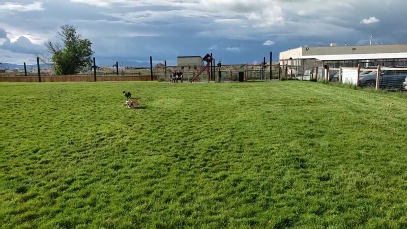 Cache Humane Society Dog Park - Logan, UT