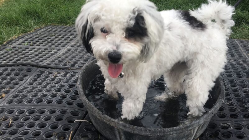 Cache Humane Society Dog Park - Logan, UT