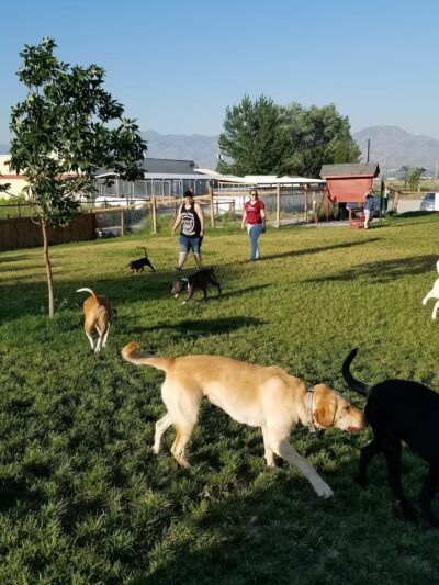 Cache Humane Society Dog Park - Logan, UT