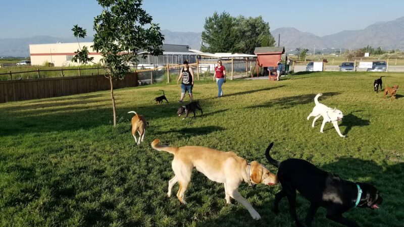 Cache Humane Society Dog Park - Logan, UT