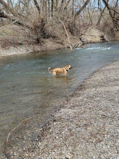 Dog Park - Logan, UT