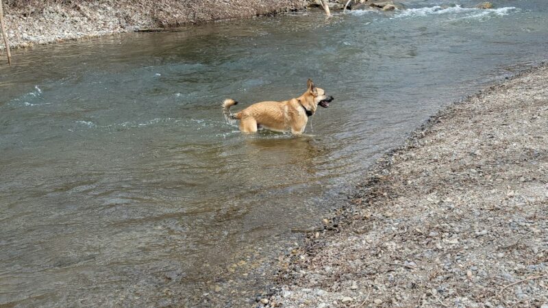 Dog Park - Logan, UT