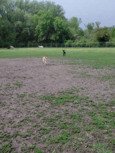 Dog Park - Logan, UT