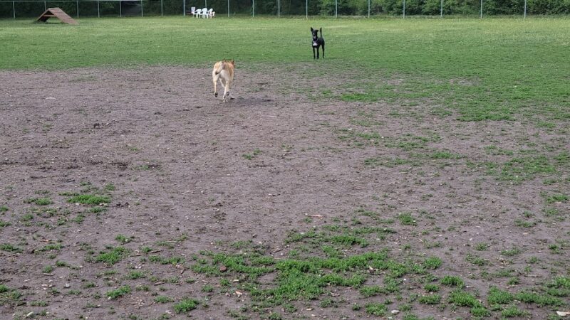 Dog Park - Logan, UT