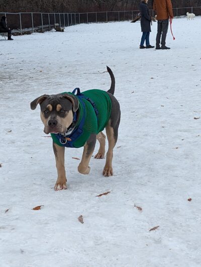 Dog Park - Logan, UT