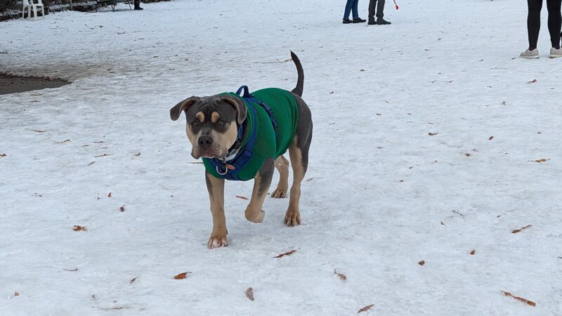 Dog Park - Logan, UT