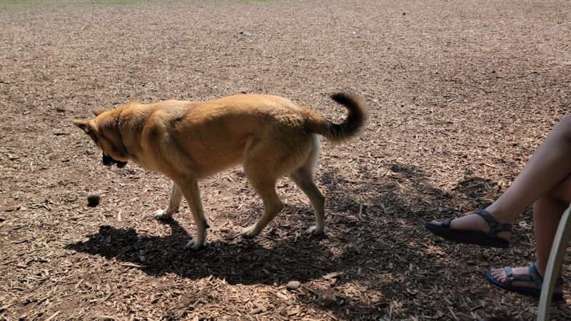 Dog Park - Logan, UT