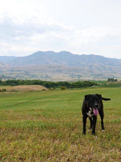 OFF-LEASH Indoor Dog Park - Logan, UT
