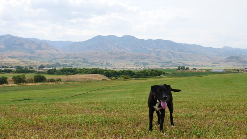 OFF-LEASH Indoor Dog Park - Logan, UT