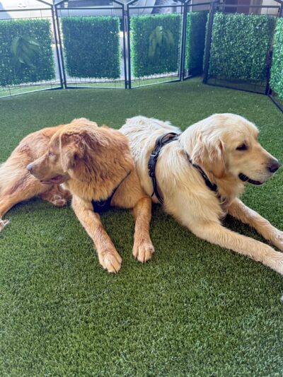 OFF-LEASH Indoor Dog Park - Logan, UT